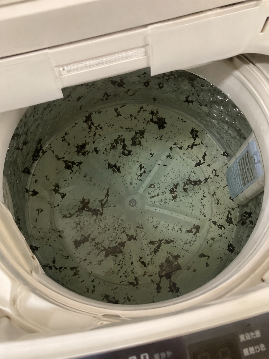 つけ置き後の洗濯槽の水面に浮かんだ大量の黒カビ汚れ